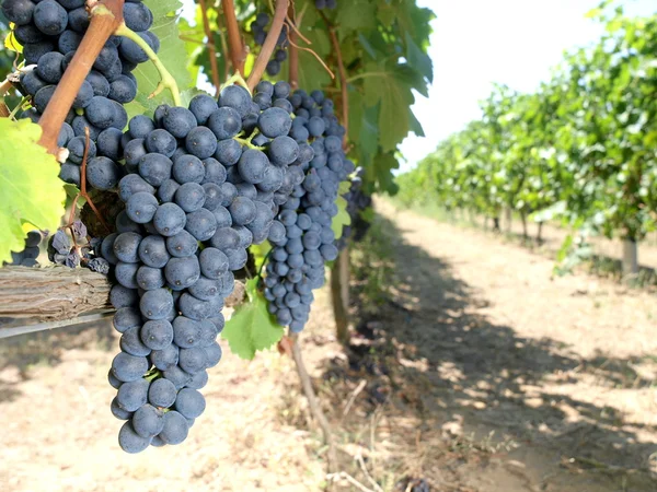 Vinha de uvas — Fotografia de Stock