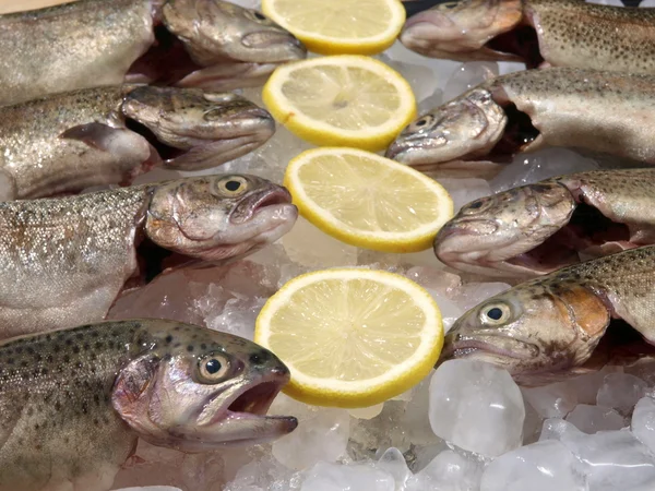 Färsk fisk Stockfoto