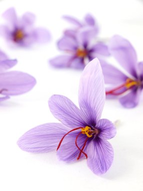 Saffron flowers clipart