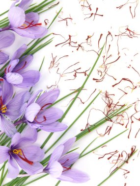 Saffron flowers clipart