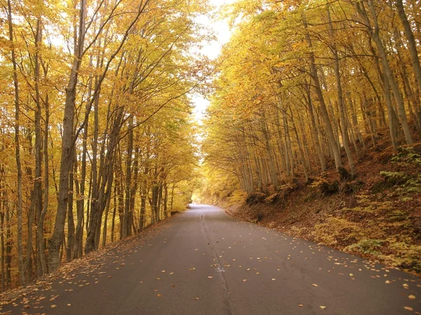 Stock image Autumn trees