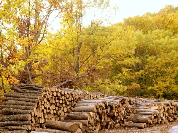 Stacks of chopped logs — Stock Photo, Image