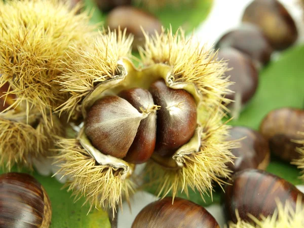 Kaštany a vlašské ořechy — Stock fotografie