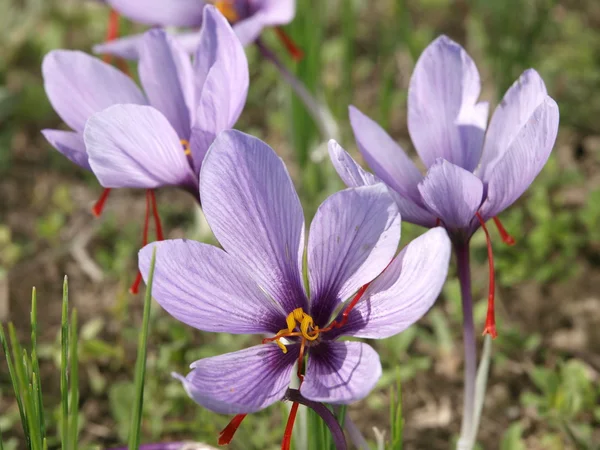 Saffron flowers — Stock Photo, Image