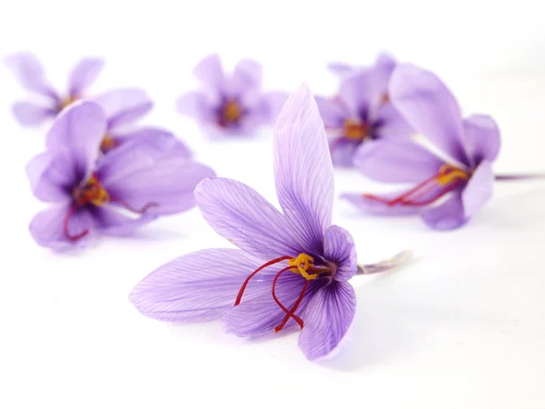 Šafrán květiny — Stock fotografie