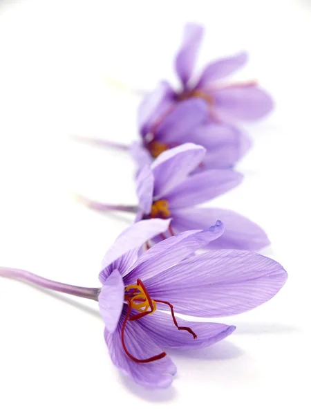 Szafran kwiaty — Zdjęcie stockowe