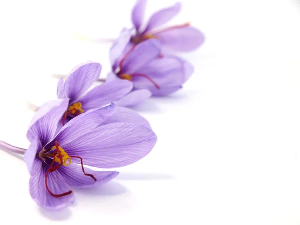 Saffraan bloemen — Stockfoto