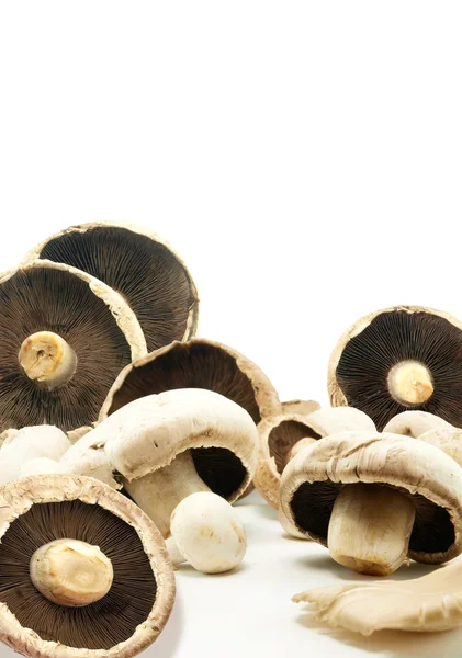 Mushrooms — Stock Photo, Image