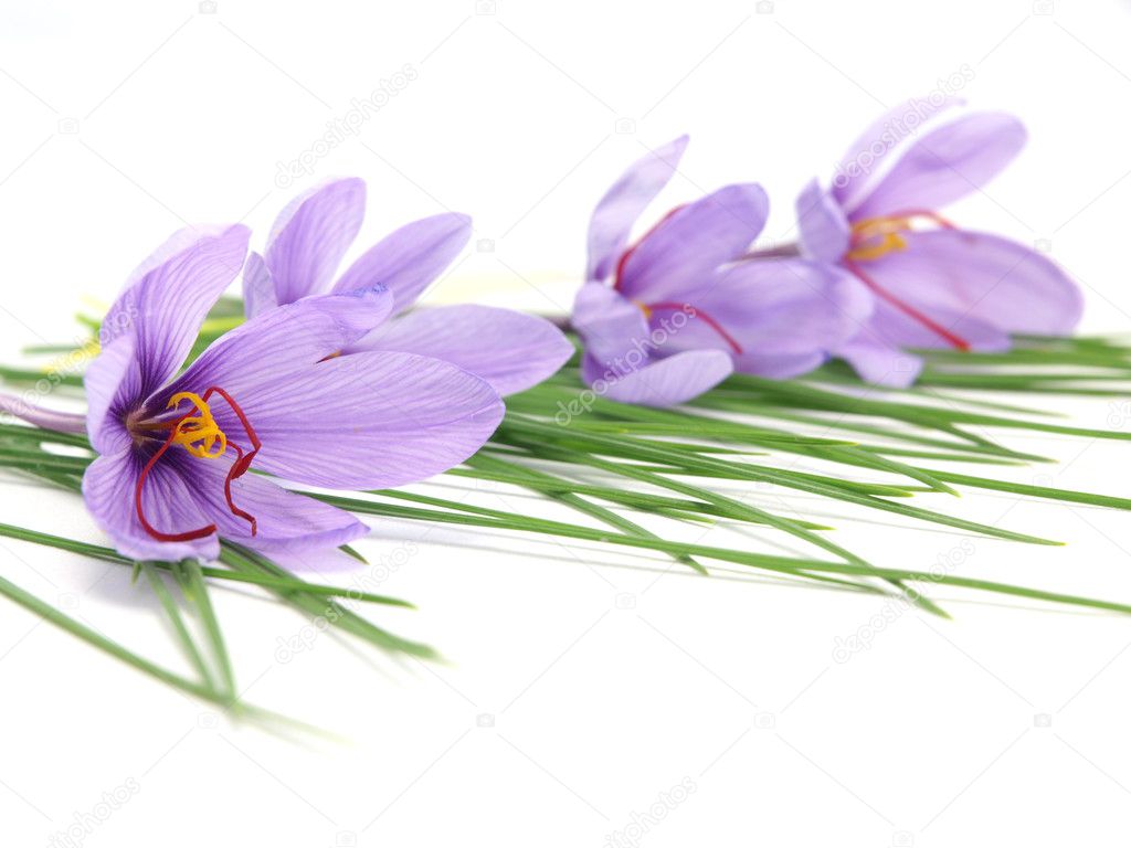 Saffron flowers Stock Photo by ©viperagp 4331498