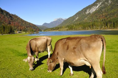 İnekler tirol içinde