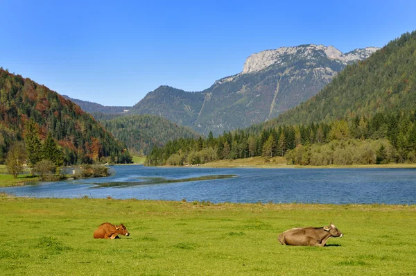 Krowy w Tyrolu — Zdjęcie stockowe