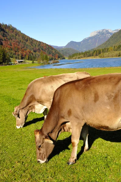 Vacas em tirol — Fotografia de Stock