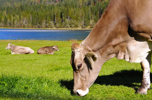 Vacas em tirol — Fotografia de Stock