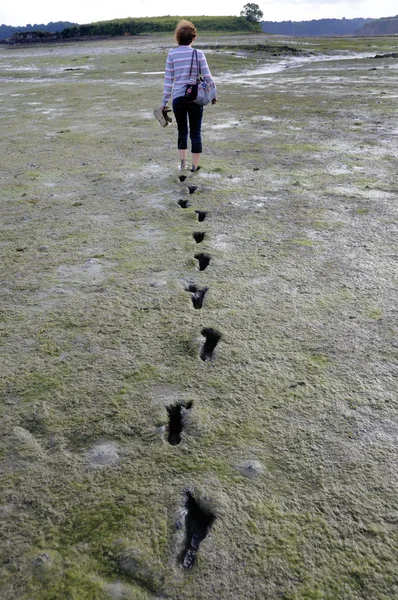 stock image Mudflat