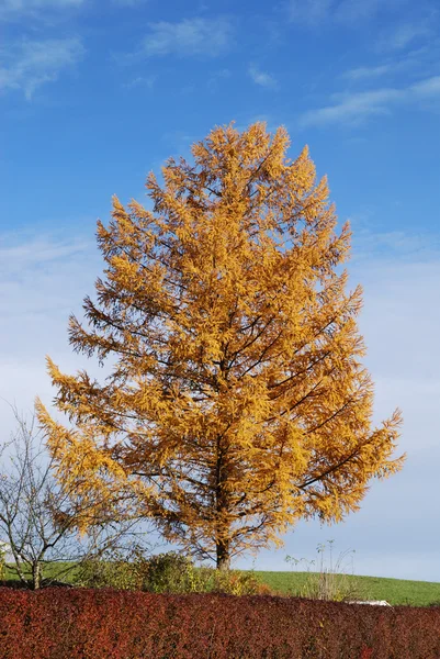 stock image Tree in autumn