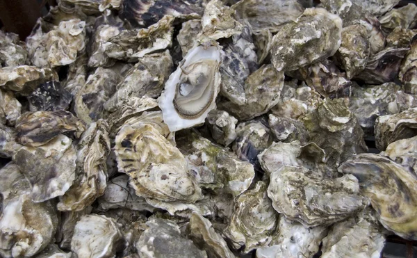 stock image Oysters