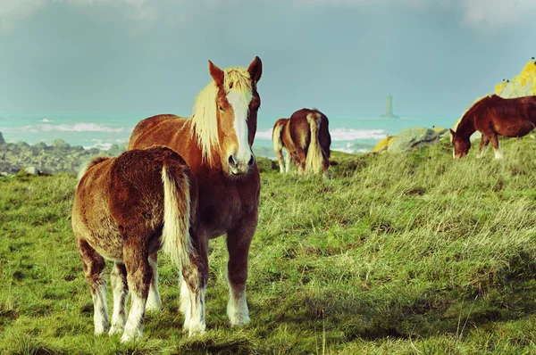 Horses in Brittany — Stock Photo, Image