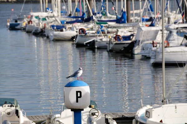 Gaviota sentada en el puerto de yates — Foto de Stock