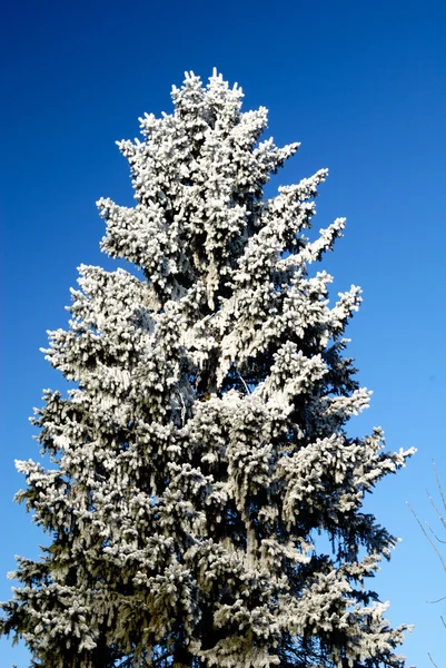 Мороз Дереве Австрийской Зимой — стоковое фото
