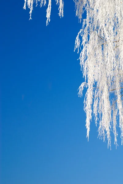 Frost Träd Österrikiska Vinter — Stockfoto