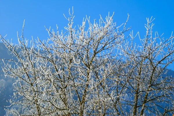 Мороз на дереве — стоковое фото
