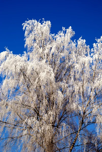 Frost am Baum — Stockfoto