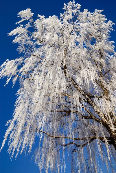 Frost am Baum — Stockfoto