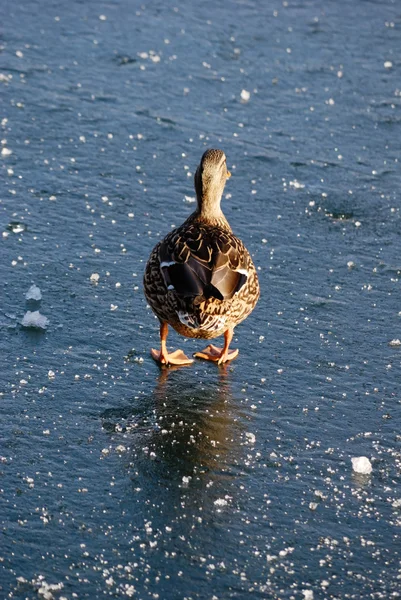 stock image Duck walking over frozen lake in austria