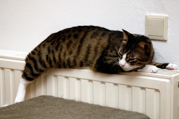 Gato relaxante no aquecedor Fotografias De Stock Royalty-Free