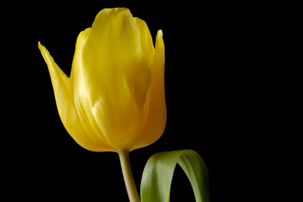 stock image Yellow tulip over black background.