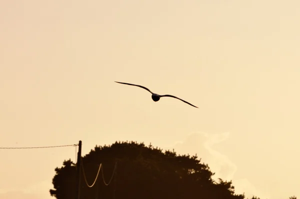 Mewa na zachodzie słońca — Zdjęcie stockowe