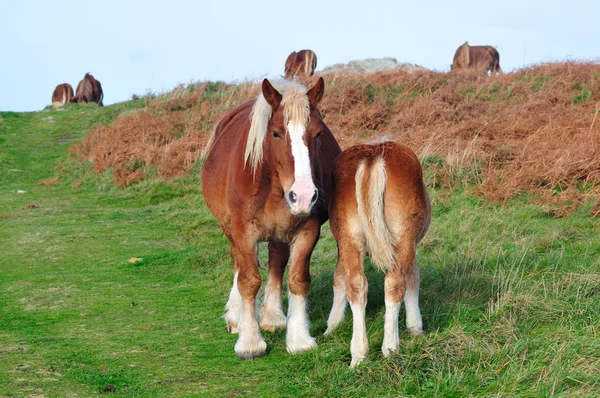 ブルターニュの馬 — ストック写真