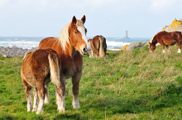 Horses in Brittany — Stock Photo, Image