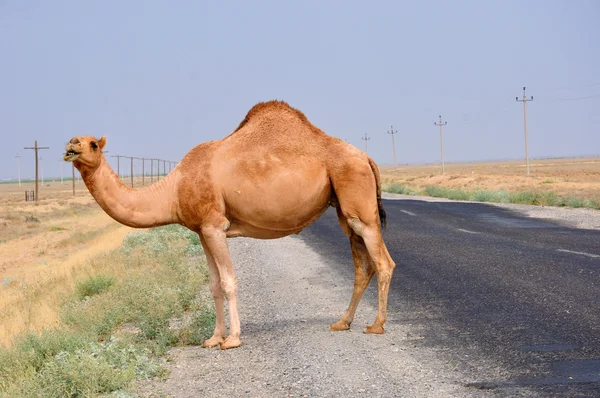 Um camelo corcunda na estrada — Fotografia de Stock