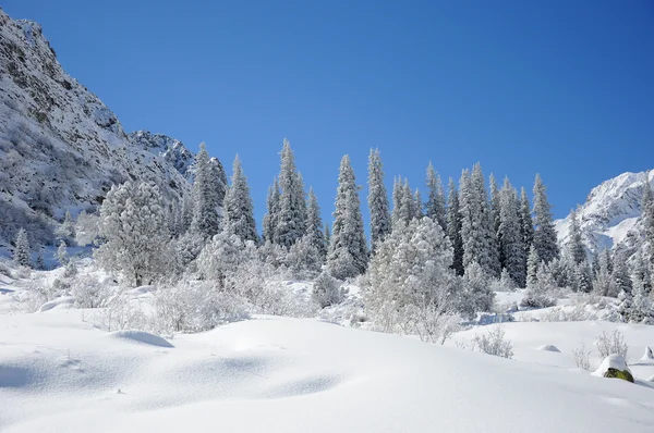 Hiver avec montagnes et arbres à fourrure dans la neige — Photo