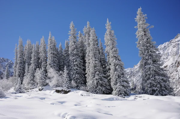 冬天与山和毛皮树在雪中 — 图库照片