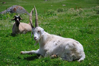 Goat in Altyn-Arashan gorge clipart