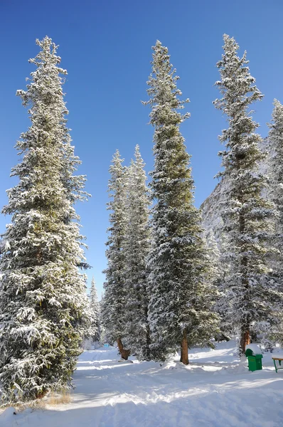 Hiver avec montagnes et arbres à fourrure dans la neige — Photo