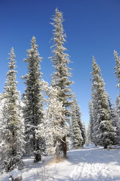 Зима с горами и ель в снегу — стоковое фото