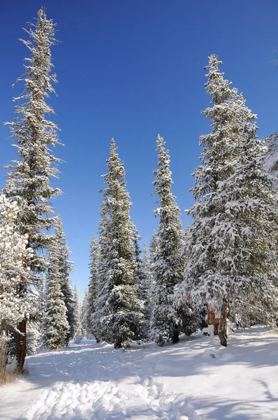 有山和云杉在雪的冬天 — 图库照片