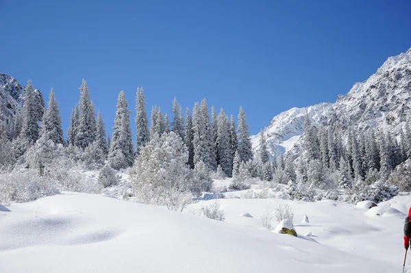 Inverno com montanhas e árvores de pele na neve — Fotografia de Stock