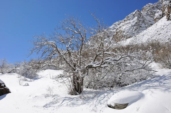 Winter met bergen bomen in sneeuw — Stockfoto