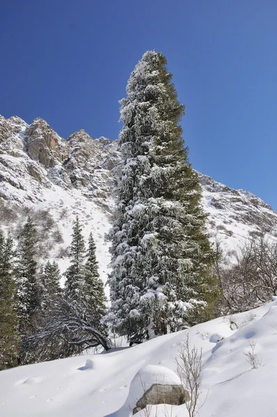冬天与山和毛皮树在雪中 — 图库照片