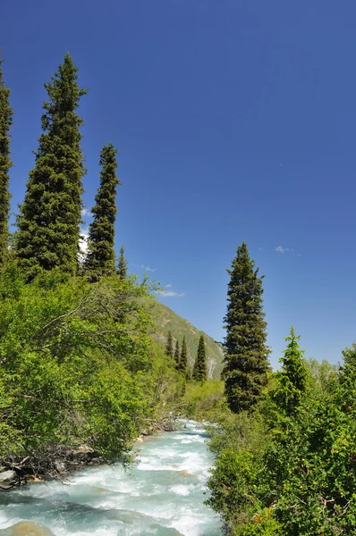 山脉河流和毛皮树 — 图库照片