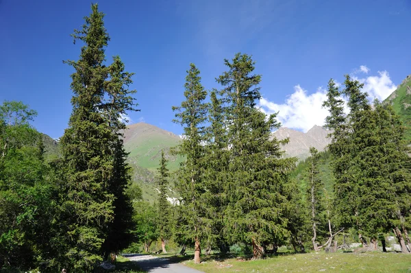 Sommer in den Bergen und Tannenbäumen — Stockfoto