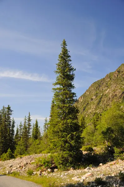Sommaren i bergen och päls-träd — Stockfoto