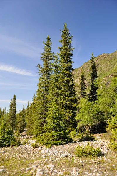 夏の山と毛皮木 — ストック写真