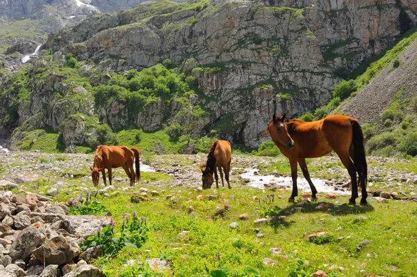 Caballos y río de montaña — Foto de Stock
