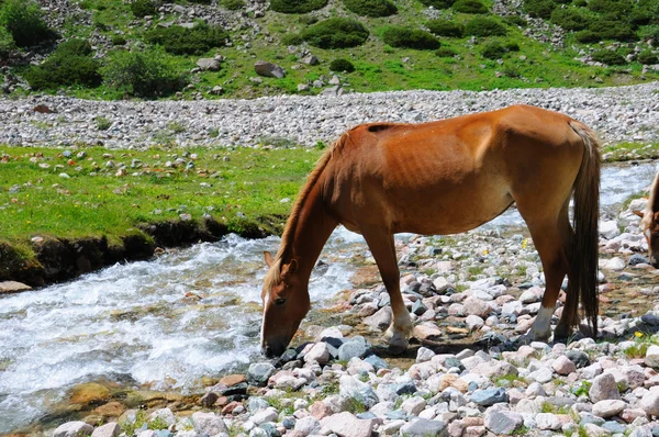 Cavalo e rio de montanha — Fotografia de Stock
