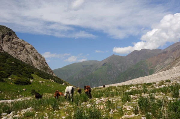 Cavalli e fiume di montagna — Foto Stock